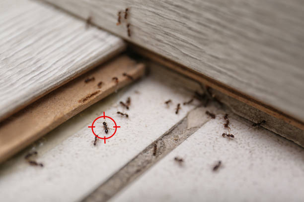 Best Pest Removal Services  in Lake Marcel Stillter, WA