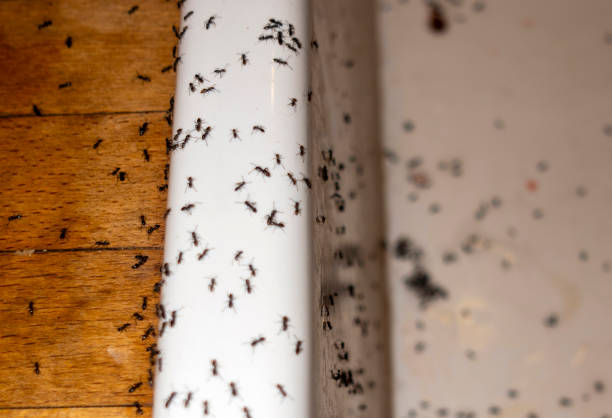 Spider Control Near Me in Lake Marcel Stillwater, WA